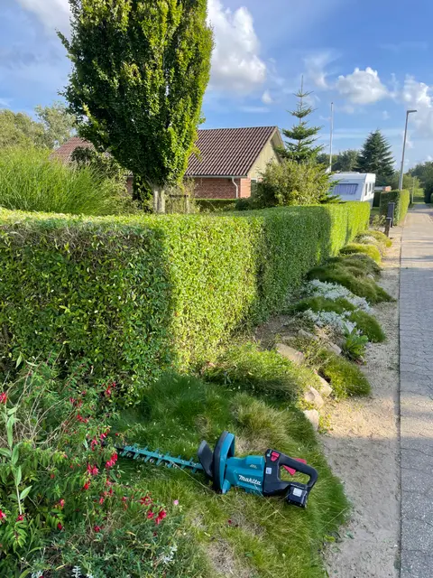 Nyklippet hæk langs indkørsel med hækkeklipper i græsset